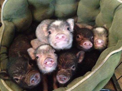 1553491144_here-are-22-things-only-mini-pig-owners-will-understand-04-copy.jpeg