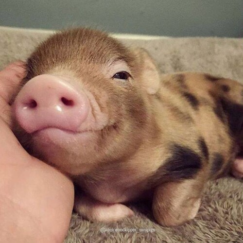 1646391827_6-krot-info-p-mini-pigi-smeshnie-smeshnie-foto-7.jpeg